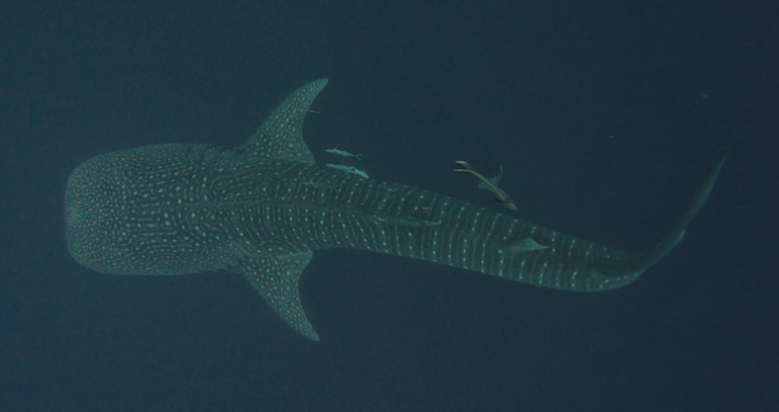 Whale shark swimming in crystal clear water