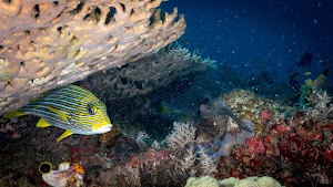 Signature Scuba Kuta Lombok place picture